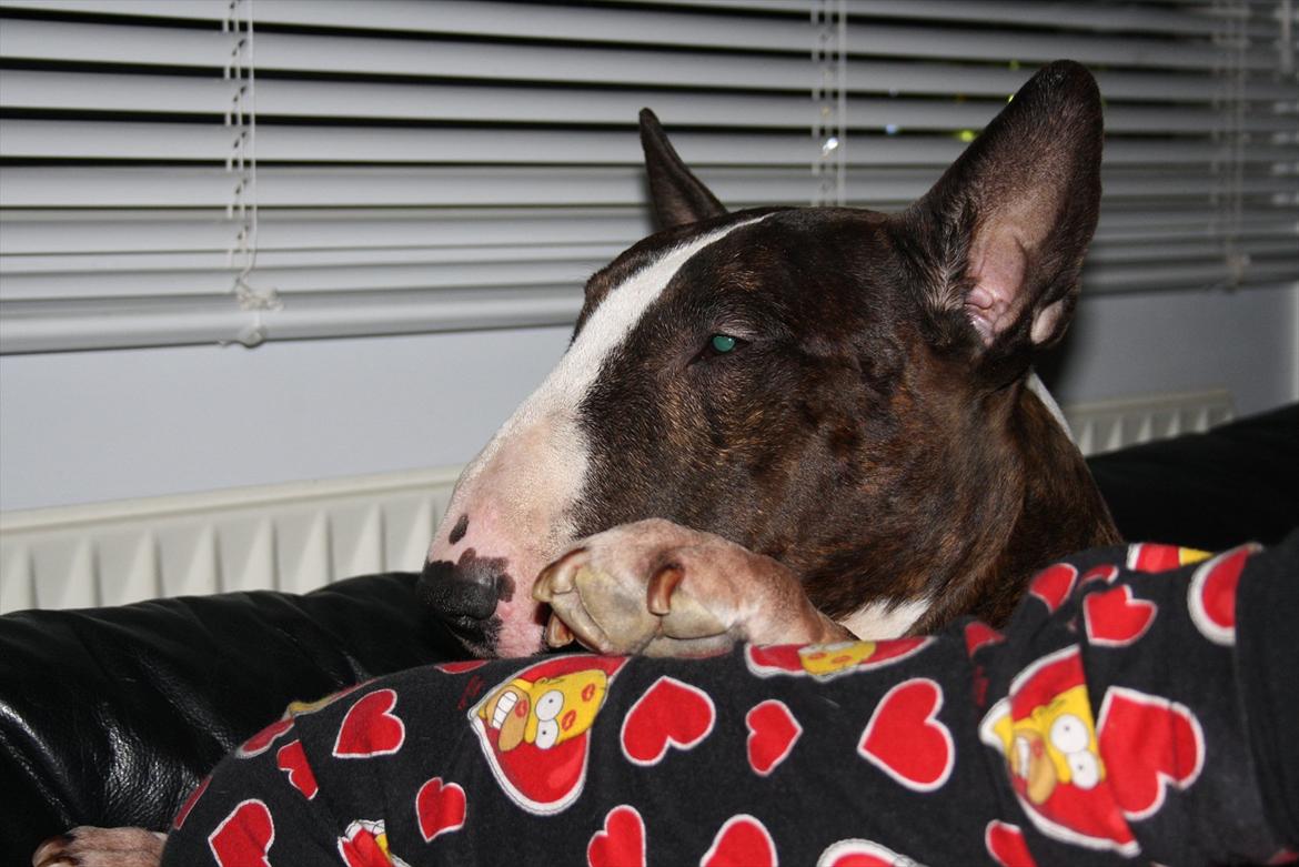 Bullterrier Henning baconsandwich aka tubulla elo billede 2