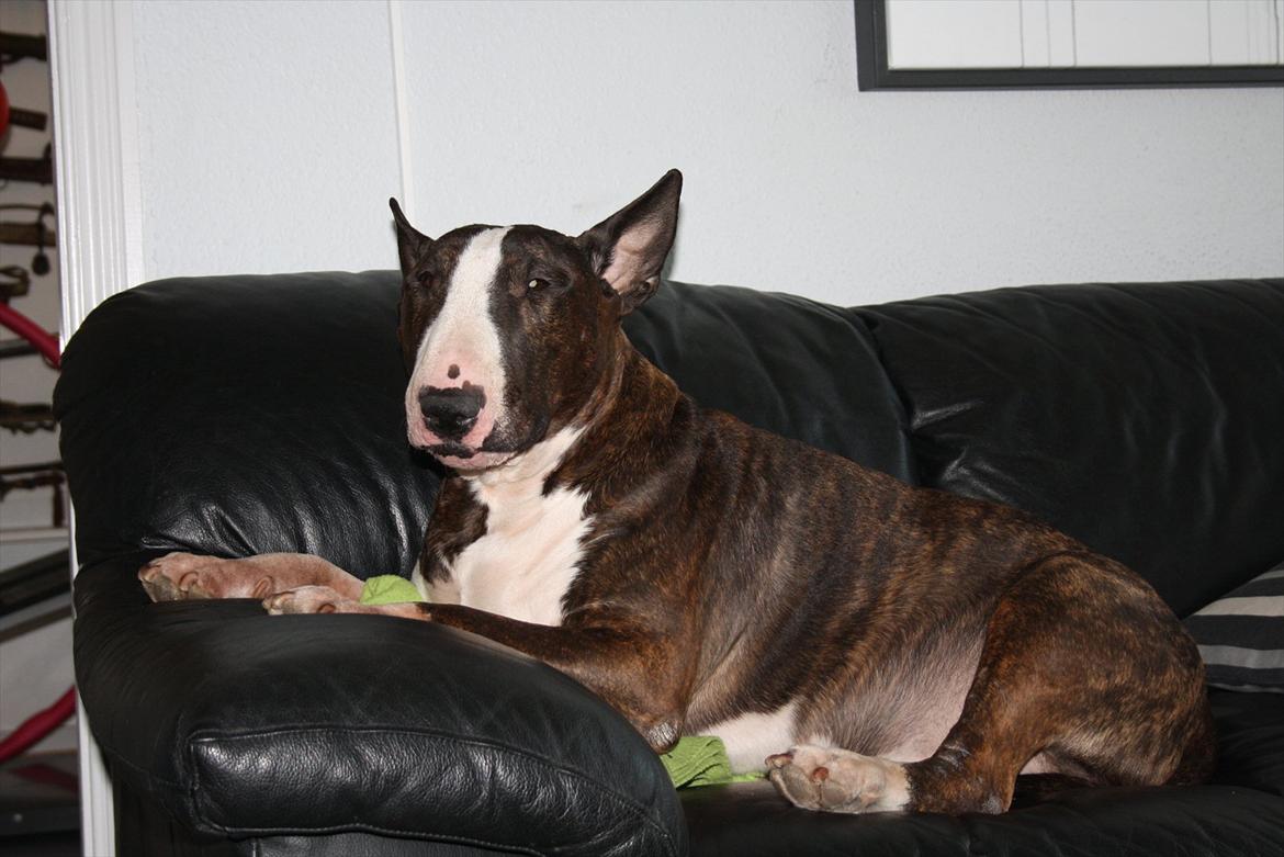 Bullterrier Henning baconsandwich aka tubulla elo billede 3