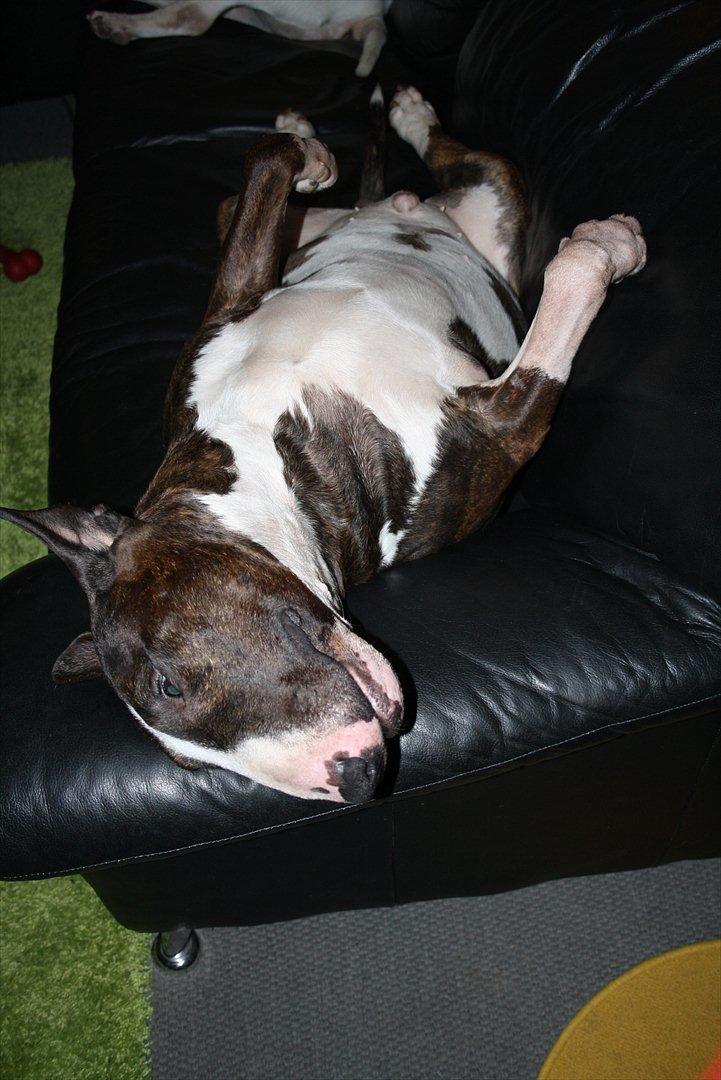 Bullterrier Henning baconsandwich aka tubulla elo billede 4