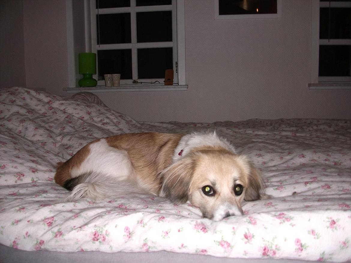 Blanding af racer Ialy billede 9