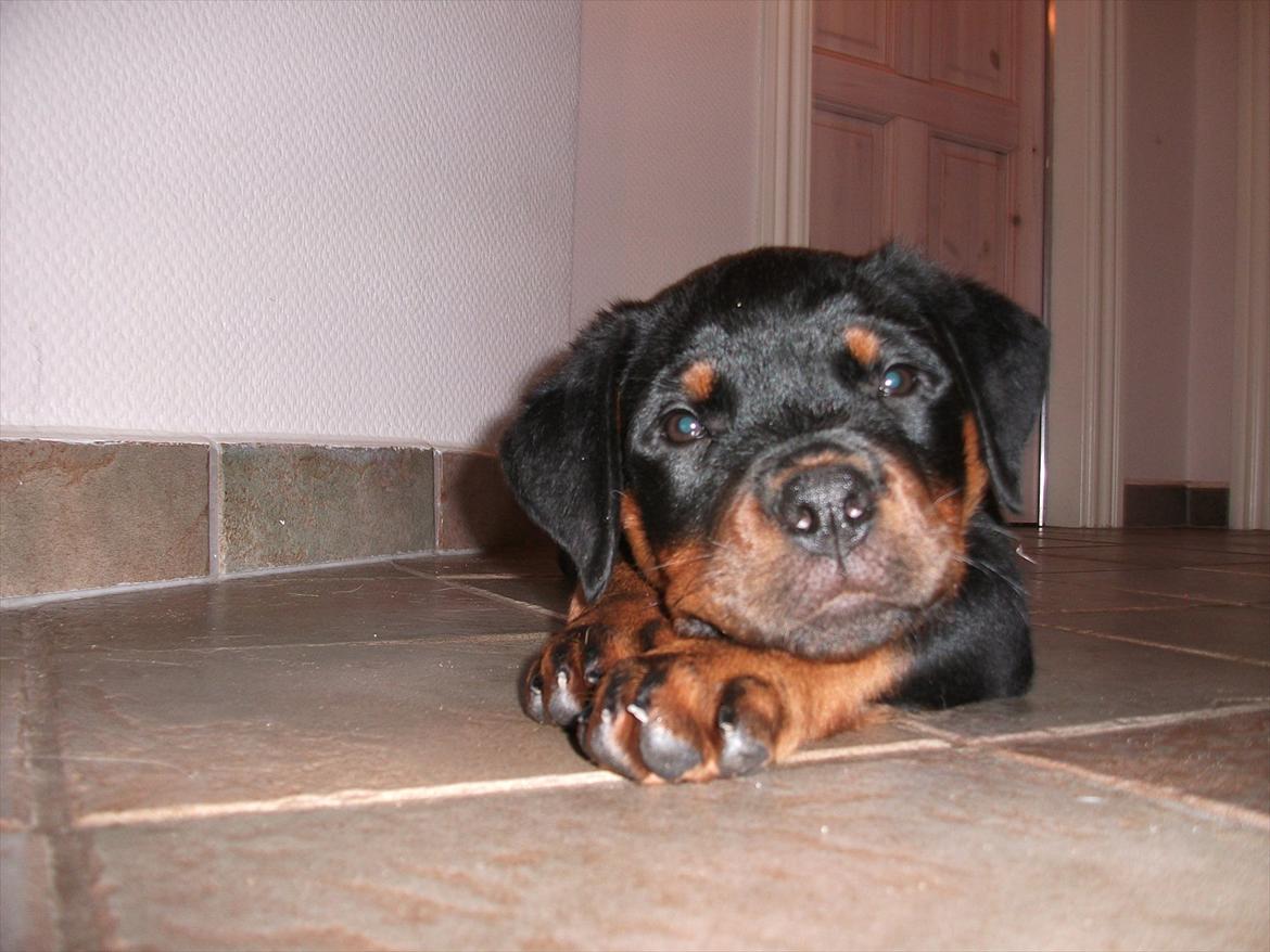 Rottweiler Vom Hause Wenorra Lucas billede 1