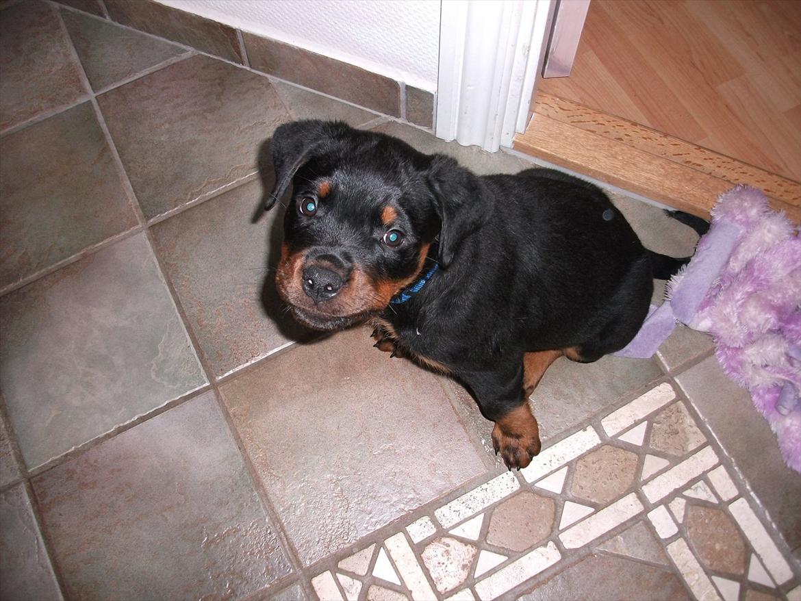 Rottweiler Vom Hause Wenorra Lucas billede 2