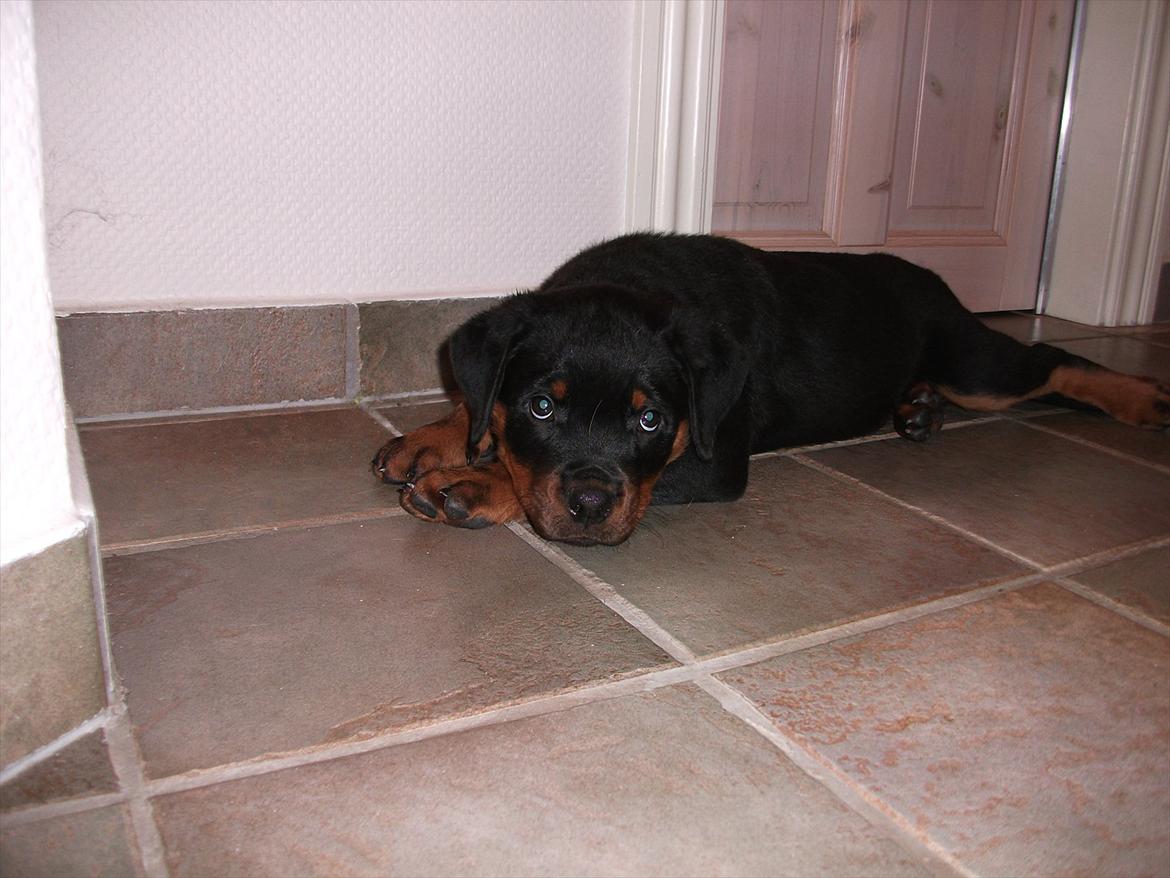 Rottweiler Vom Hause Wenorra Lucas billede 3