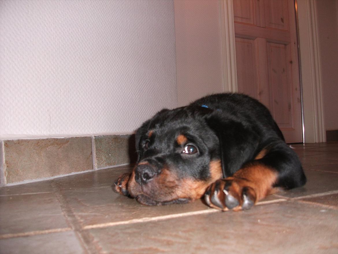 Rottweiler Vom Hause Wenorra Lucas billede 4