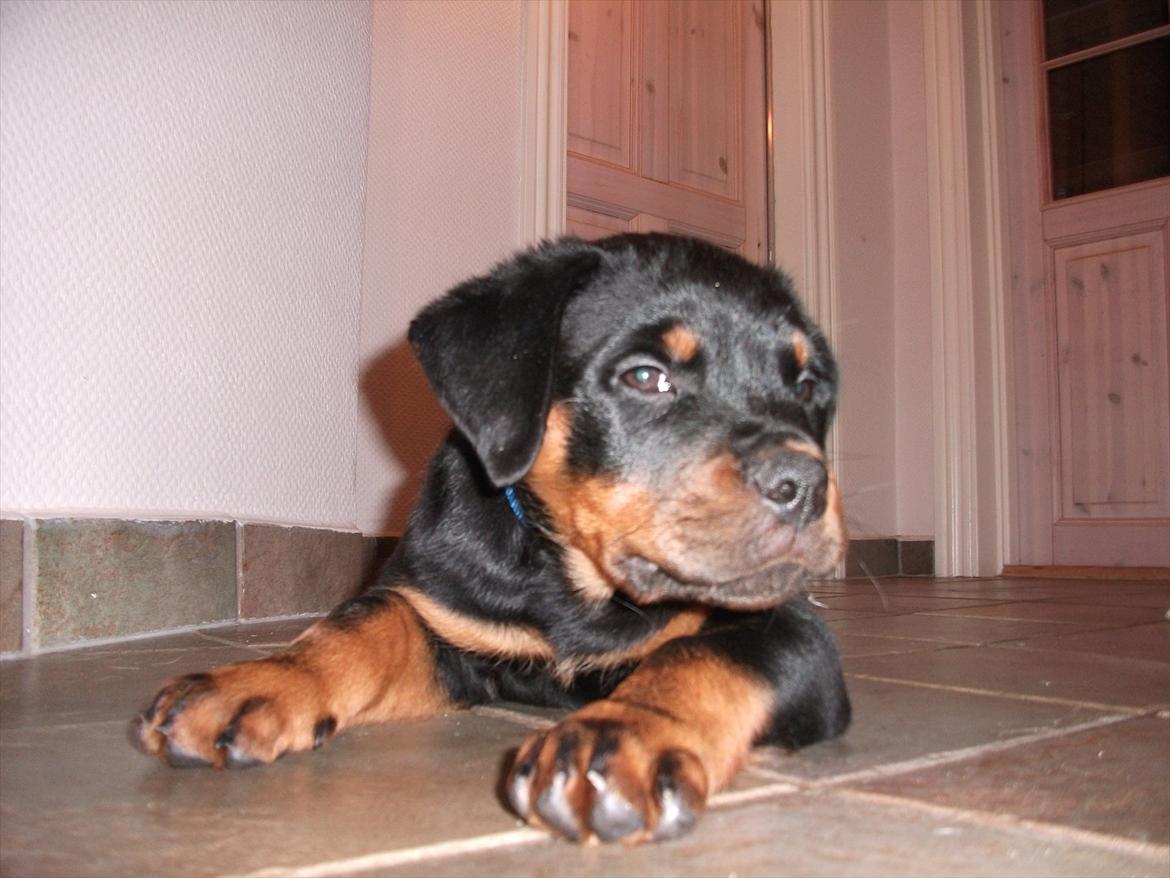 Rottweiler Vom Hause Wenorra Lucas billede 5