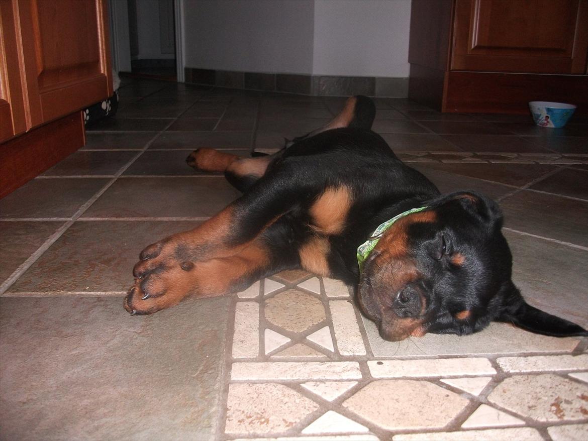 Rottweiler Vom Hause Wenorra Lucas billede 11