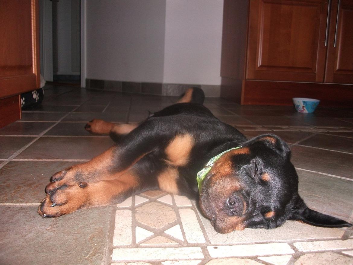 Rottweiler Vom Hause Wenorra Lucas billede 12