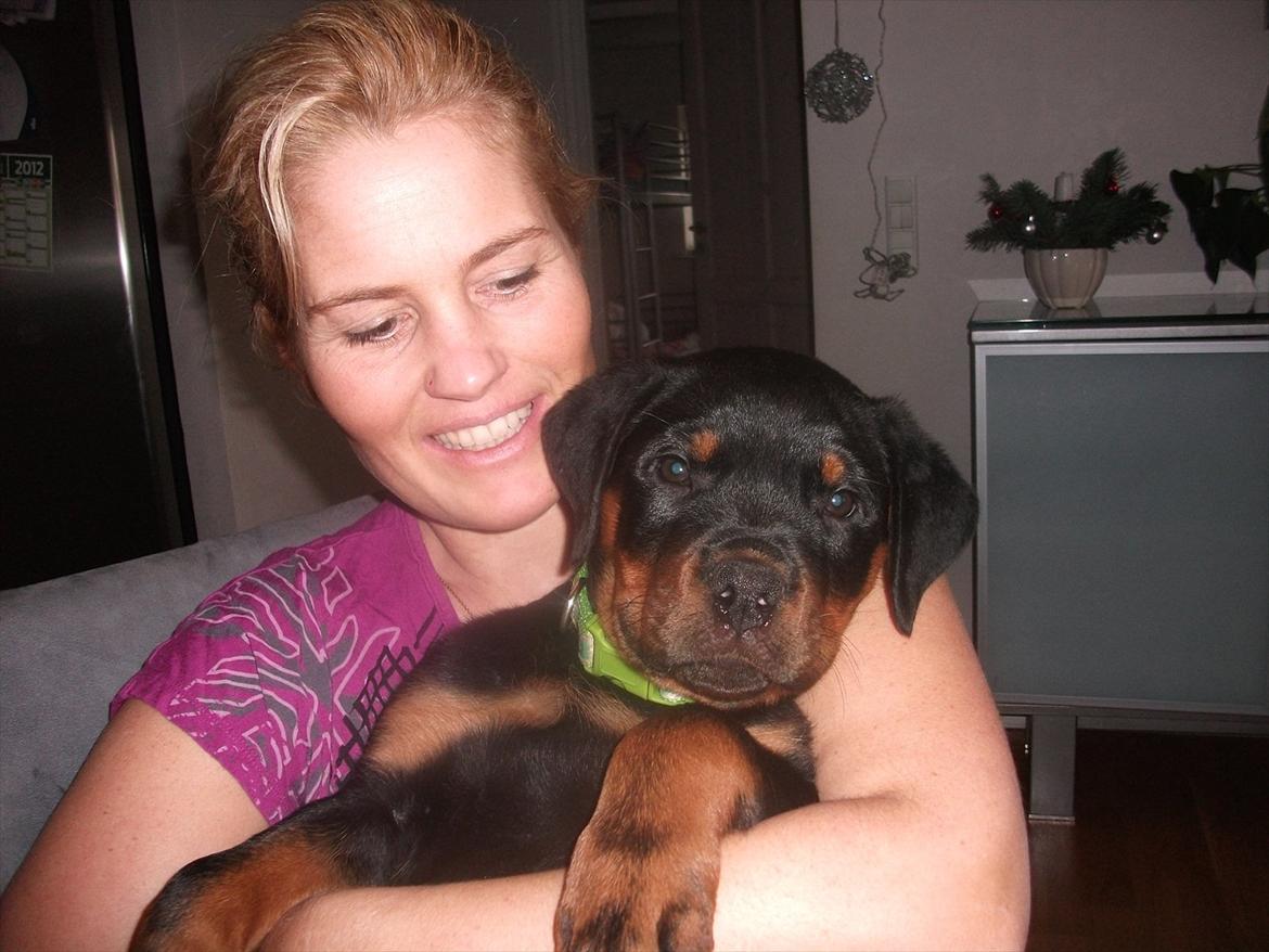 Rottweiler Vom Hause Wenorra Lucas billede 13