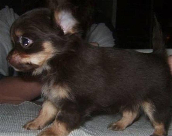 Chihuahua Chucky billede 4