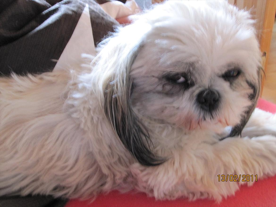 Shih tzu Smilla billede 15