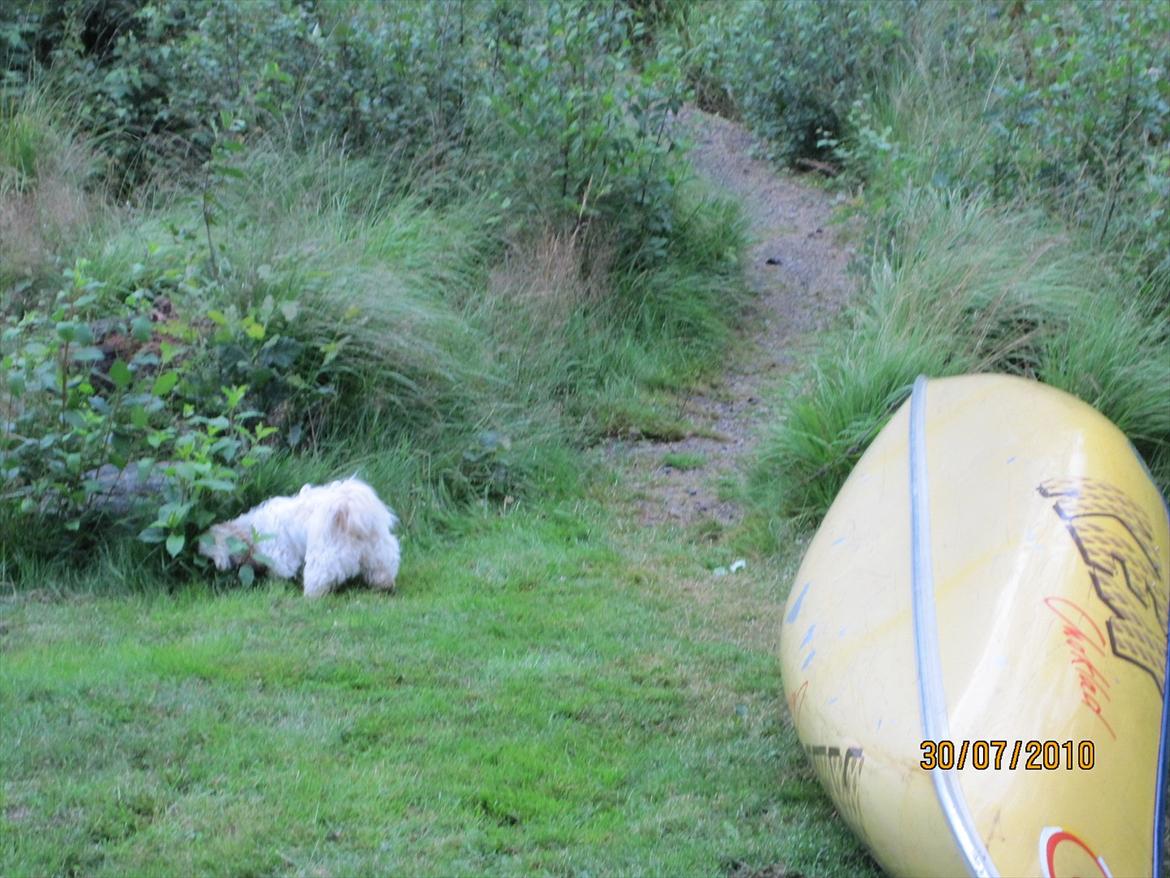 Shih tzu Smilla billede 16