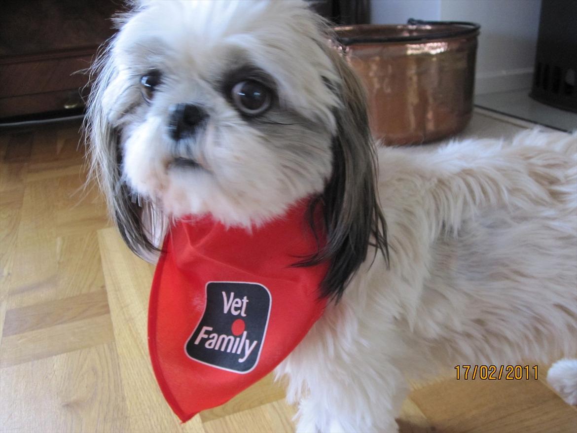 Shih tzu Smilla - "Den læge må da være dum. Jeg går ikke med genbrug!" billede 17