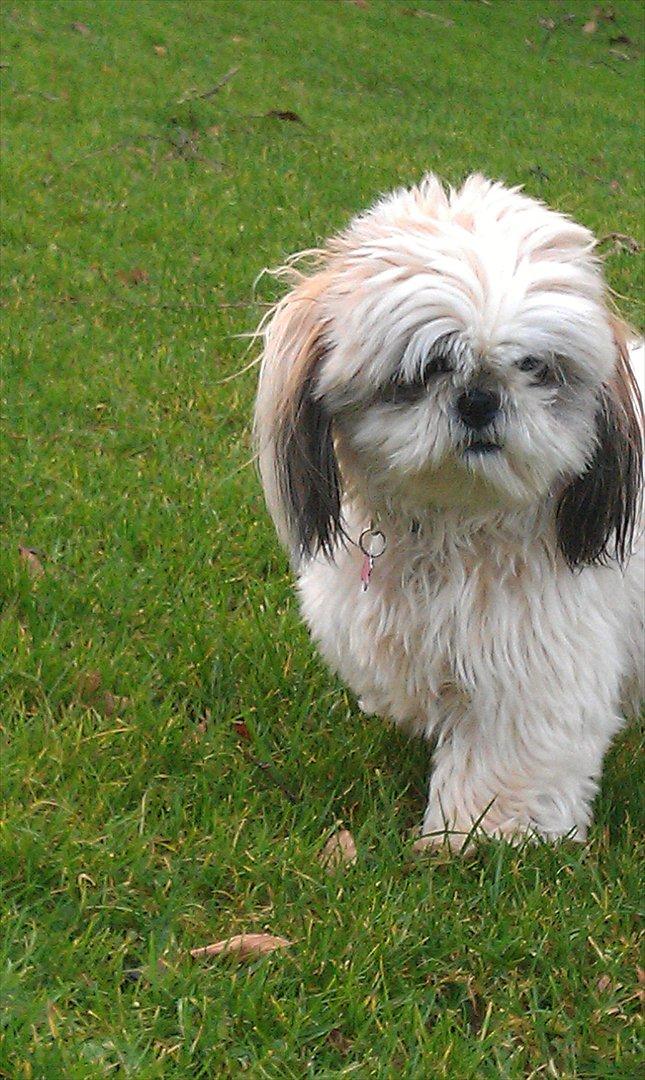 Shih tzu Smilla billede 18