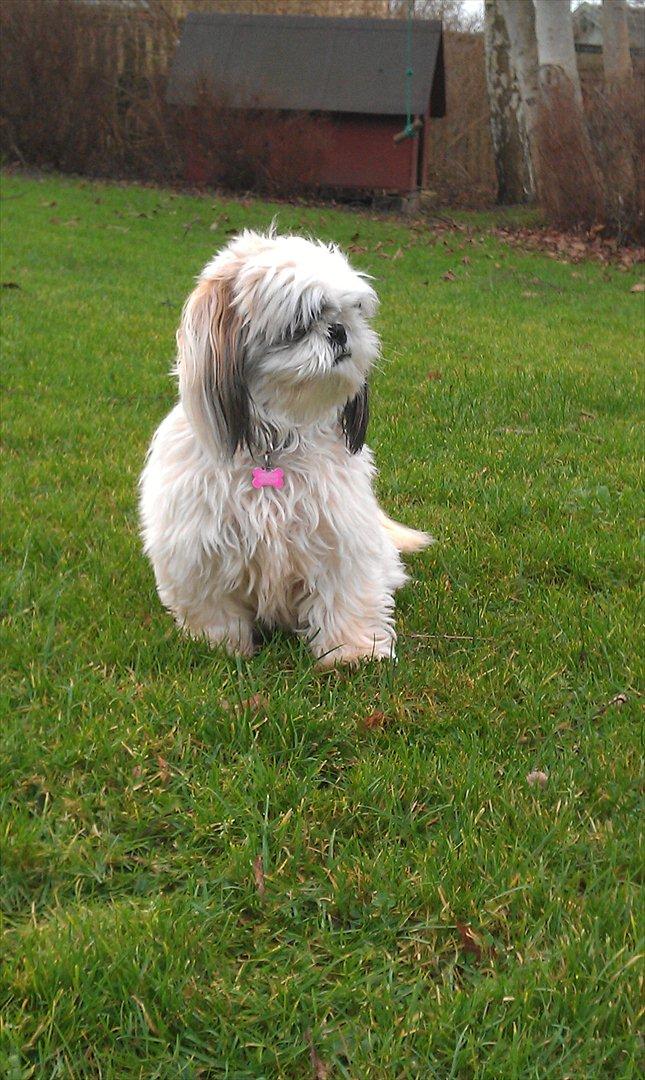 Shih tzu Smilla billede 19