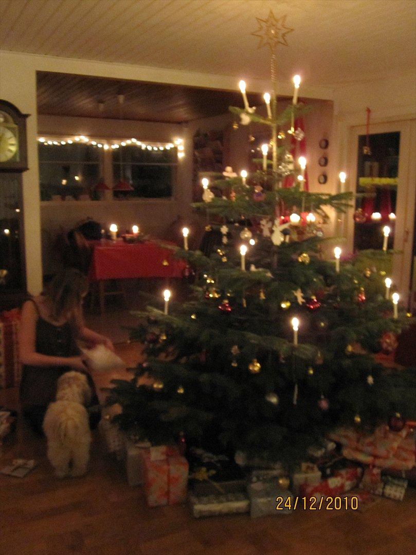 Shih tzu Smilla billede 20