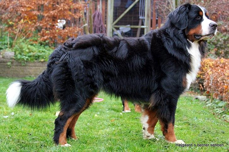 Berner sennenhund Janus - Janus 18 mdr. billede 17