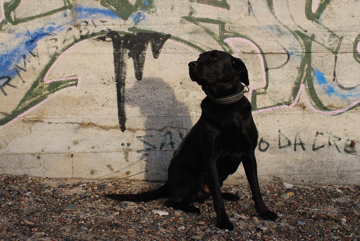 Labrador retriever Bobby*R.I.P.* - Bobby i Skagen 11/12-11 billede 18