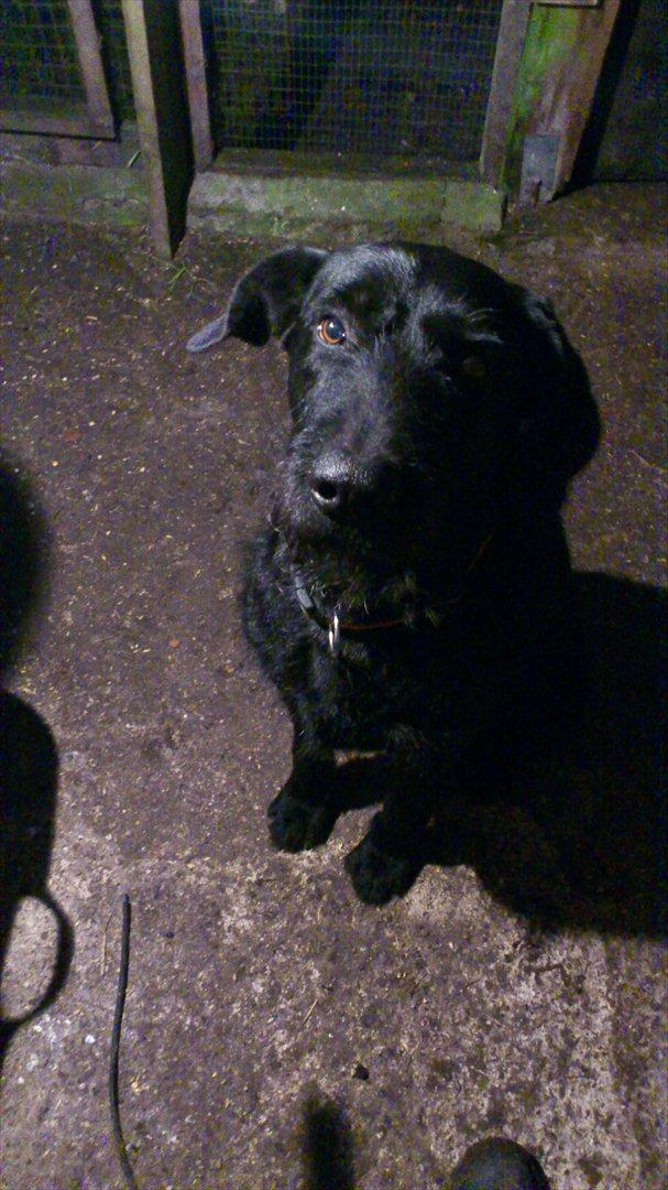 Blanding af racer buster billede 1