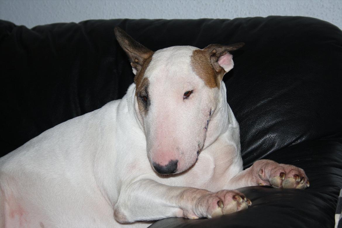 Bullterrier Esther baconsandwich aka moonflower billede 1