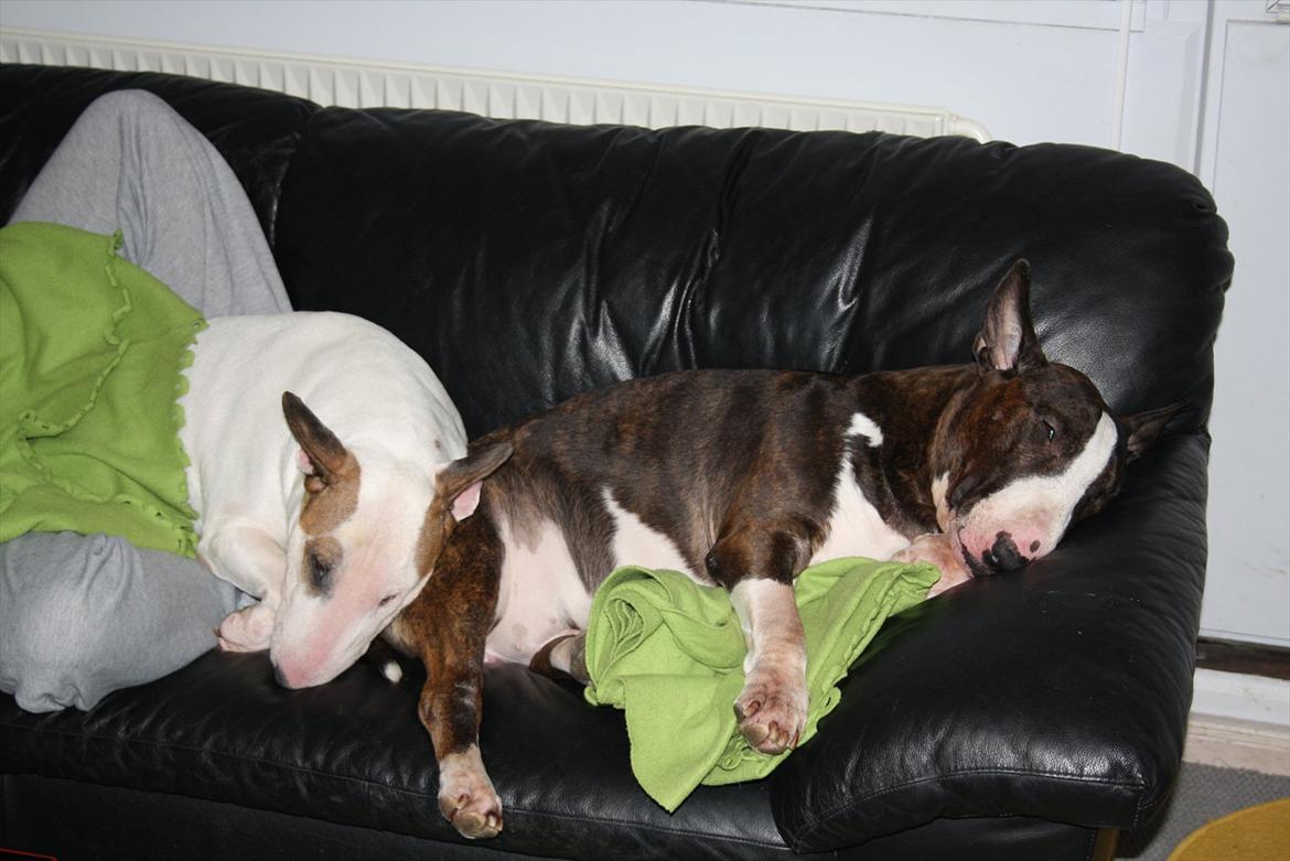 Bullterrier Esther baconsandwich aka moonflower billede 2