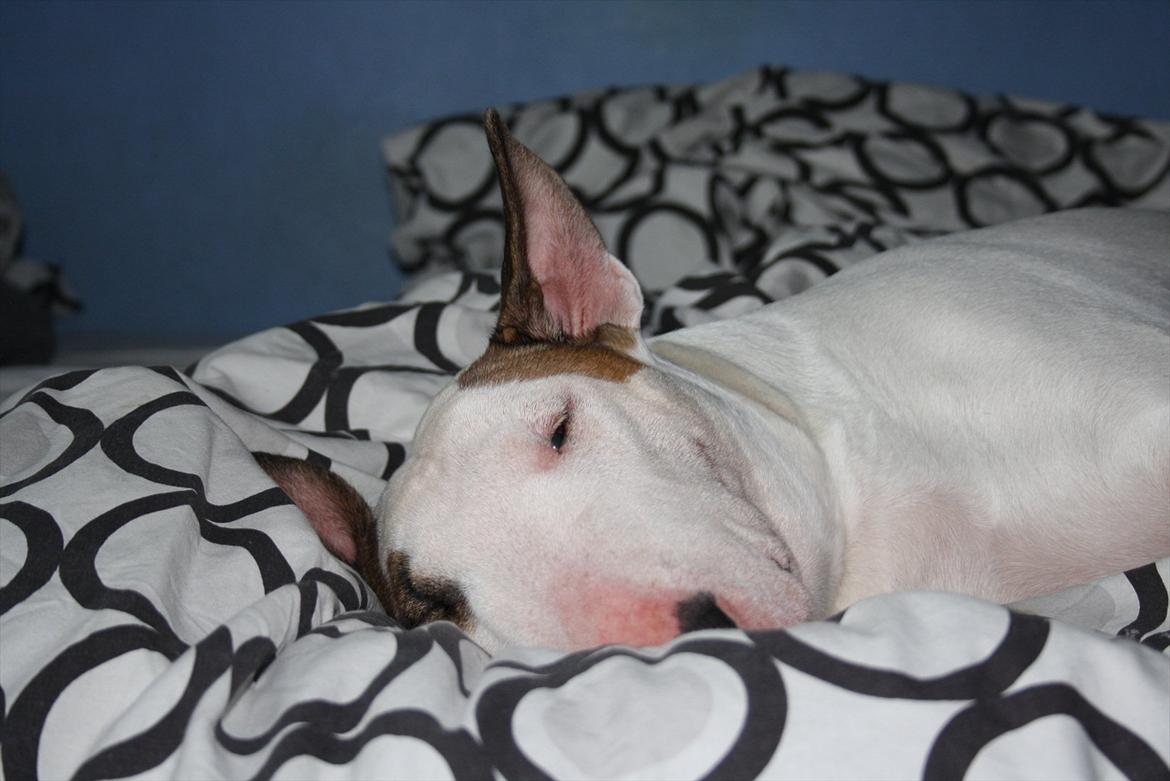 Bullterrier Esther baconsandwich aka moonflower billede 3