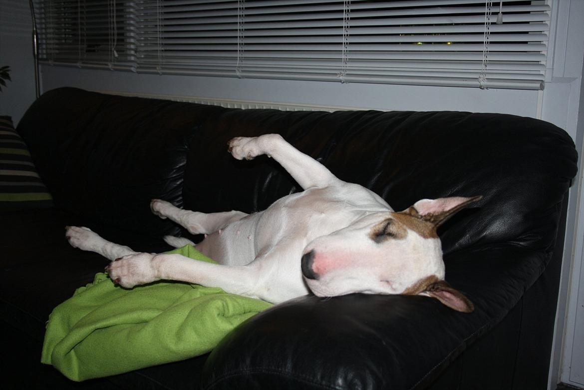 Bullterrier Esther baconsandwich aka moonflower billede 4