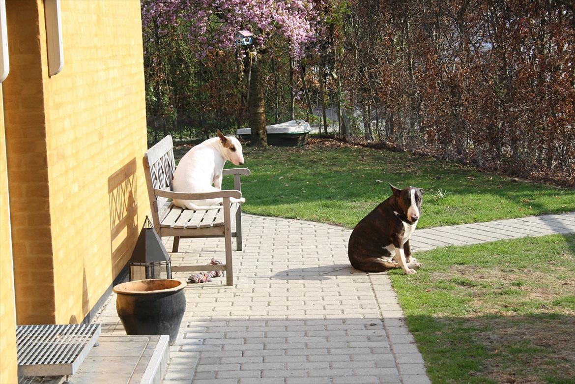 Bullterrier Esther baconsandwich aka moonflower billede 5