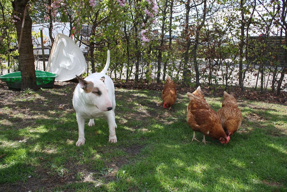 Bullterrier Esther baconsandwich aka moonflower billede 6