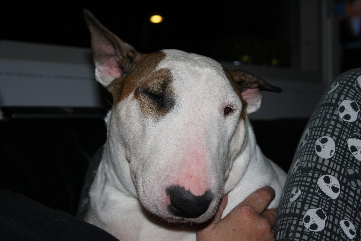 Bullterrier Esther baconsandwich aka moonflower billede 7