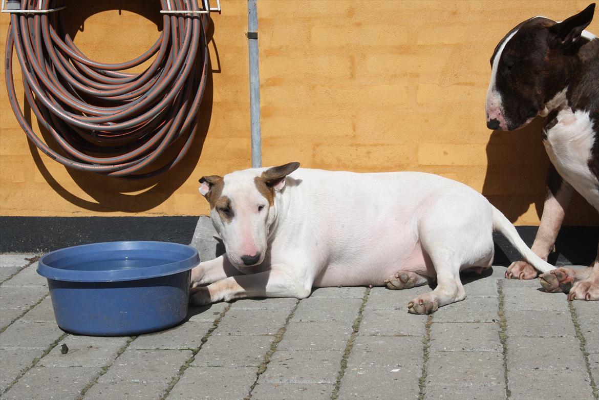 Bullterrier Esther baconsandwich aka moonflower billede 8