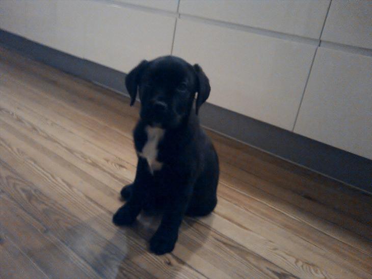 Blanding af racer *Teco* Dogo canario/Labrador  - så pænt kan jeg sidde :)  billede 5