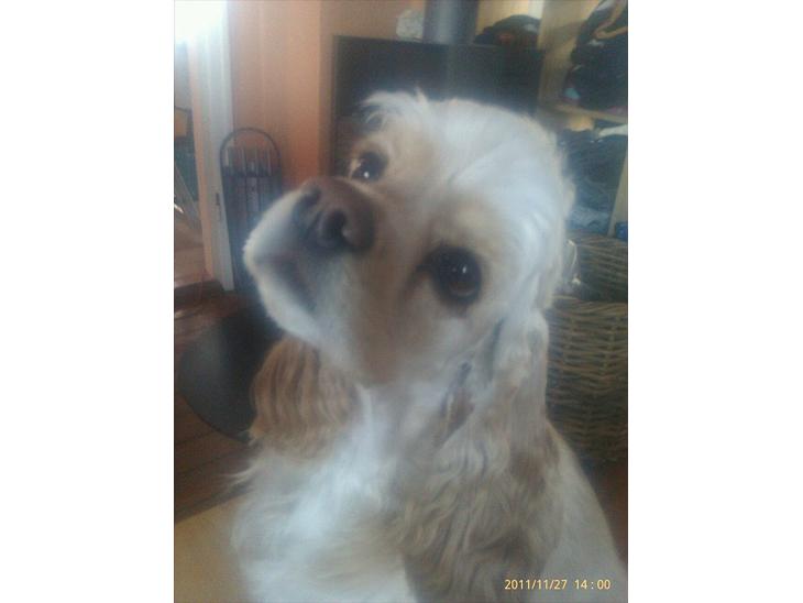 Amerikansk cocker spaniel Luna billede 1