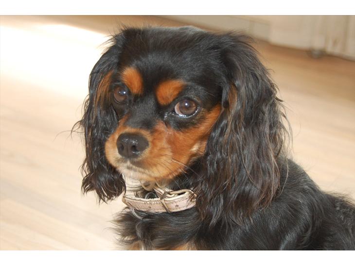Cavalier king charles spaniel Lulu billede 1