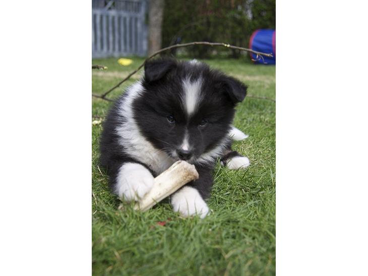 Islandsk fårehund Ivaldi R. I. P 22-12-2023 - Inden jeg er flyttet hjemme fra. billede 1
