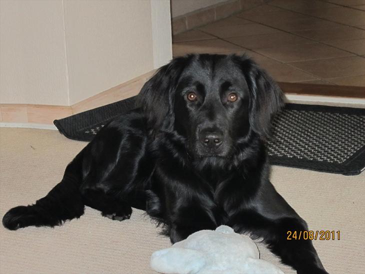 {{currentPhoto.altText}} billede {{currentPhoto.number}}