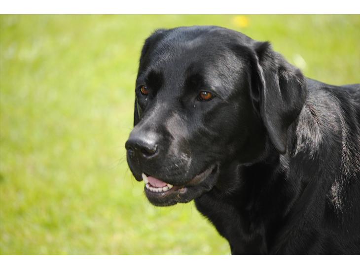 Hunde würden länger leben, wenn ... main image 1