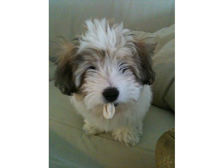 {{currentPhoto.altText}} billede {{currentPhoto.number}}