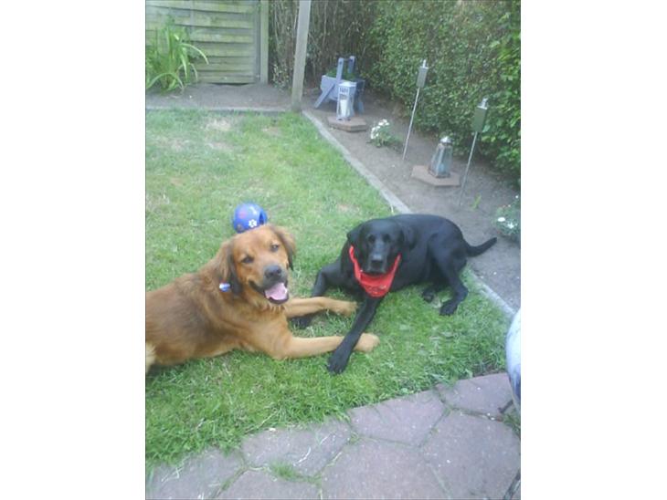 Labrador retriever Django Mine forældres : R.I.P baby. <3 billede 1