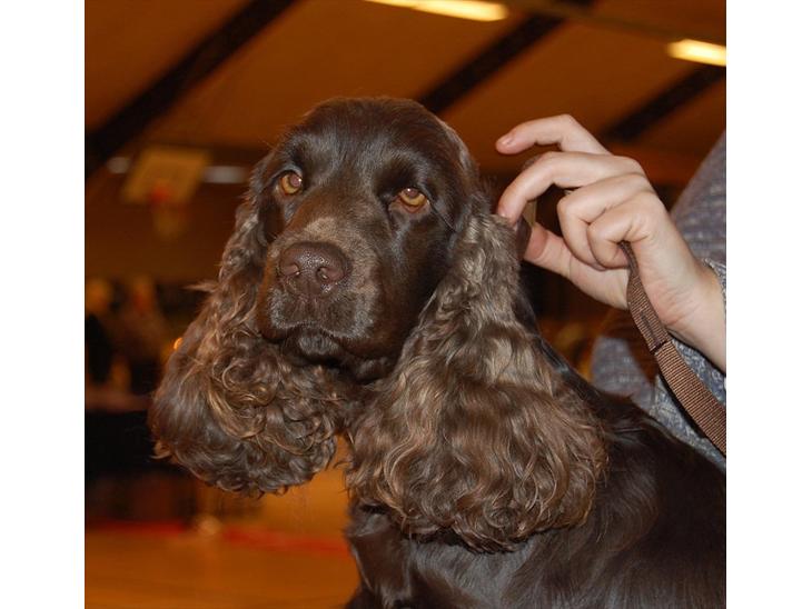 Cocker spaniel Boots-Cocker Tellus billede 1