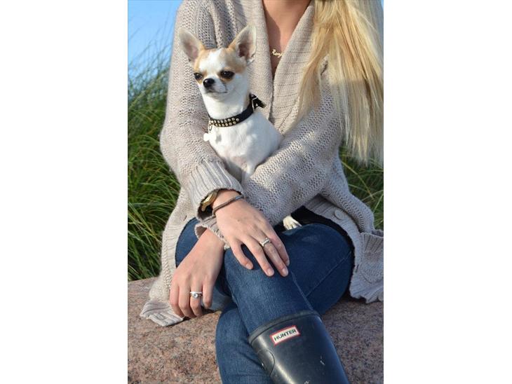 {{currentPhoto.altText}} billede {{currentPhoto.number}}