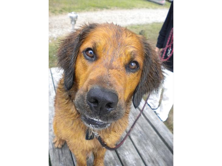 Blanding af racer Pumba billede 1