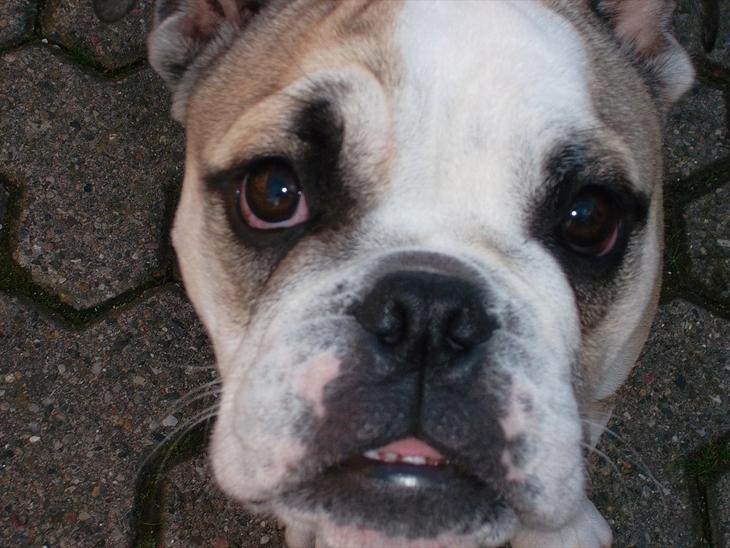 {{currentPhoto.altText}} billede {{currentPhoto.number}}