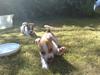 Jack russell terrier Zippo (forsvundet) [Tidl. hund]