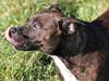 Staffordshire bull terrier Indra