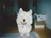 West highland white terrier Sigurd [ Himmelhund]