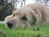 Golden retriever Luffe