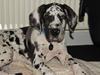 Grand danois Katho [ Himmelhund]