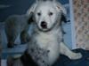 Border collie Ice