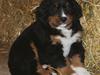 Berner sennenhund Bernerflokken Basil