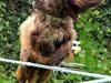 Field Trial spaniel Snif